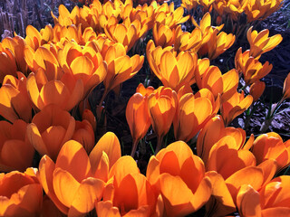 Obraz premium Golden crocus carpet in sunlight — vibrant spring blooms close-up