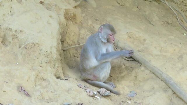 Macaque monkey cracking a nut with its hands