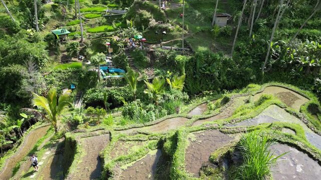 Bali Rice Terraces Aerial View Subak Irrigation Landscape