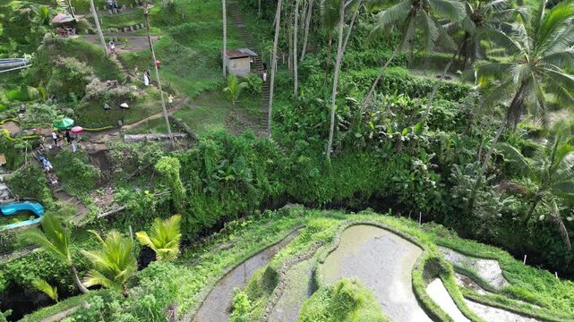 Aerial drone view of Tegalalang rice terraces Bali lush tropical landscape