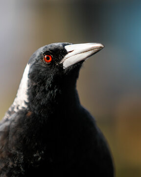 Magpie close up