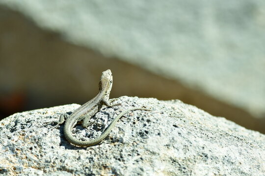 LAGARTO TOMANDO EL SOL SOBRE UNA ROCA