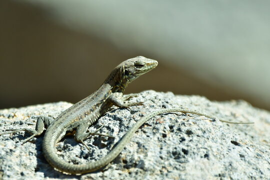 LAGARTO TOMANDO EL SOL SOBRE UNA ROCA