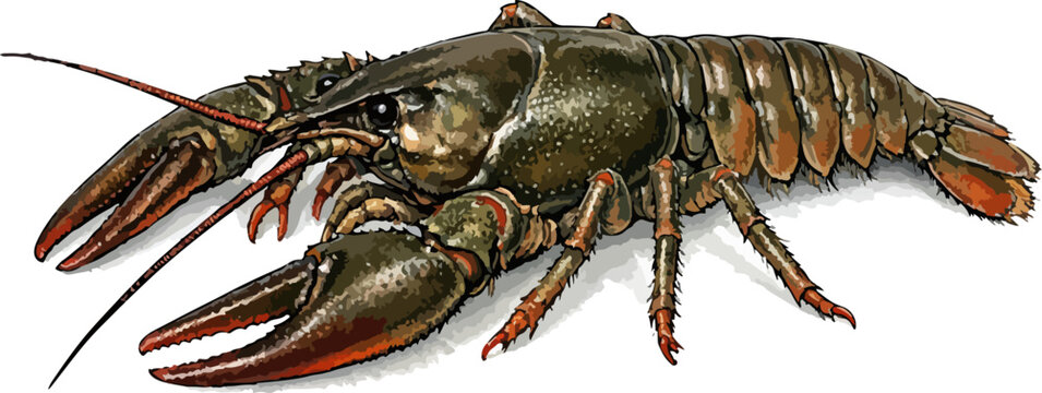 Astacus astacus illustration art