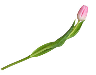 Fototapeta premium Pink tulip
