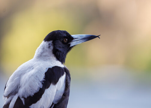 Magpie with Scissor Beak