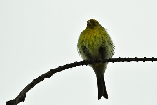 CANARIO