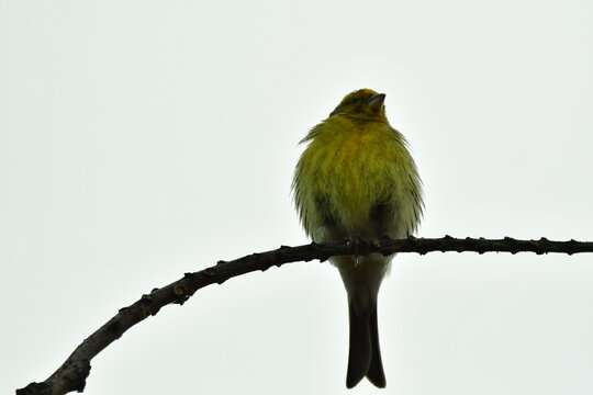CANARIO