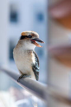 Laughing Kookaburra