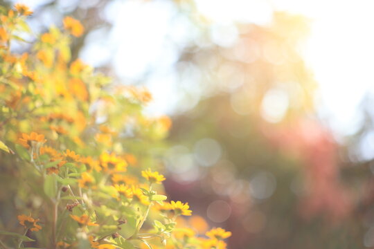 Spring flowers Background, spring background, flowers on blurred background 