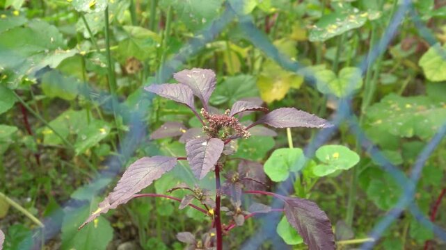 Close up of amaranth plant with deep red leaves growing in a garden with green foliage background