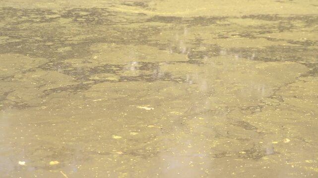 Green pond water with algae and small particles floating on surface slow motion