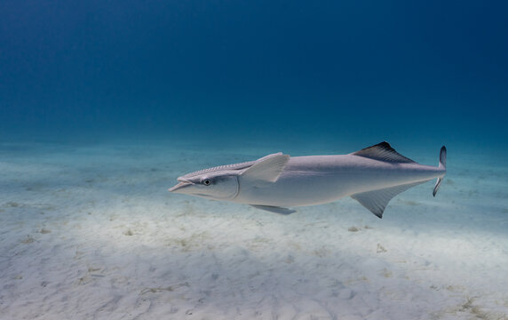 Remora Fish 