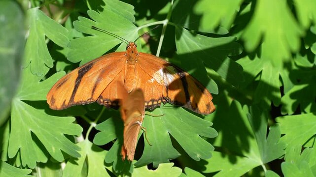 an orange julia butterfly crawls underneath another during courtship mating rituals
