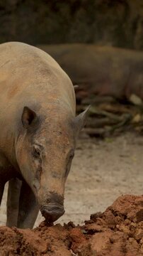 Babirusa Deer-Pig Standing and Foraging in a Muddy Enclosure