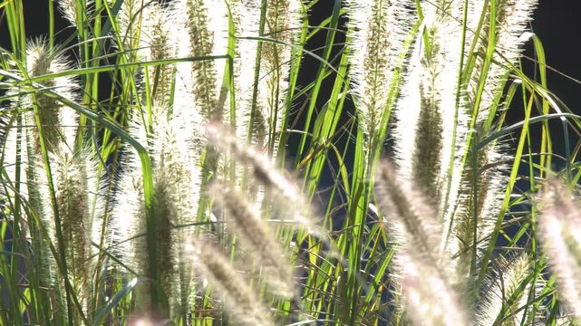 Backlit Pennisetum Fountain Grass Swaying Gently During Golden Hour
