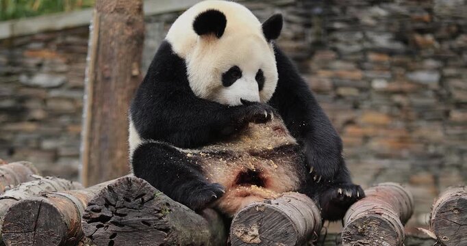 Giant panda eating snack in the zoo