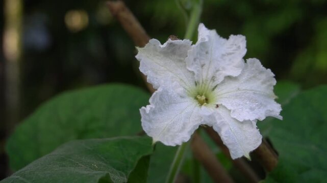 Close up white flower of calabash vine blooming in garden during daytime with green leaves background