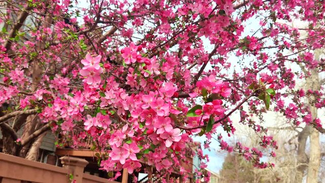 Vibrant pink cherry blossom branches in full spring bloom cascading over a rustic wooden backyard fence with buzzing bees 4k video.