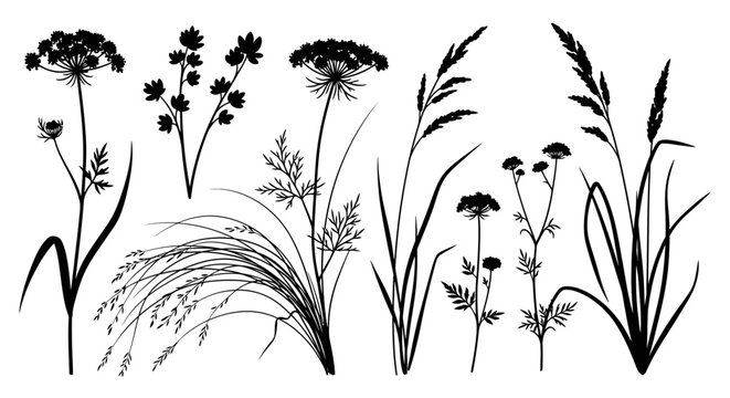 Collection of Wildflower and Meadow Grass Silhouettes Isolated on White. Black Botanical Vector Elements for Floral Design, Wedding Invitations, and Nature Illustration.