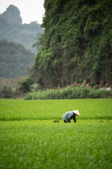 Naklejka premium Local Vietnamese person farm worker in conical hat working at fields in countryside. Farmer standing in middle of lush green rice plantation, growing rice, taking care of sprouts and thins out grass.