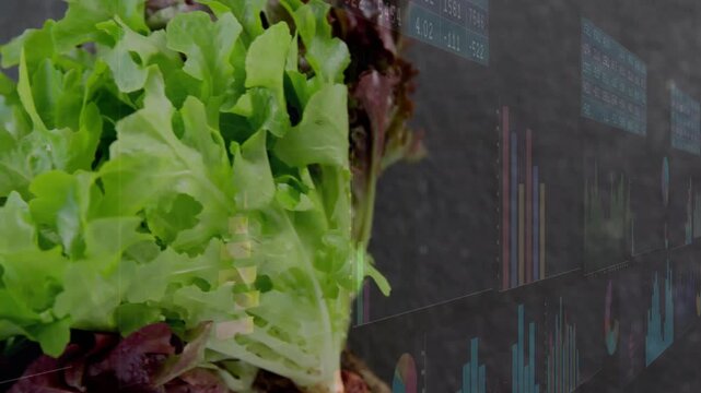 Lettuce moving toward center as camera pushing in, charts overlaying, highlighting agriculture data