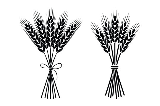Wheat stalk bunches silhouette icon with black and white