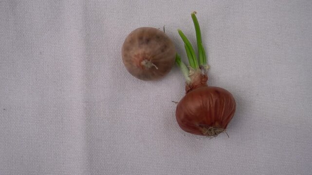 A single shallot with green sprouts and another shallot with no sprouts are placed on a white background in a high-angle studio shot