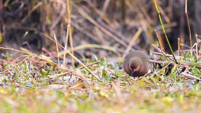 A rare Ruddy-breasted Crake is captured in high detail as it cautiously emerges from the reeds to forage along the muddy shoreline.
