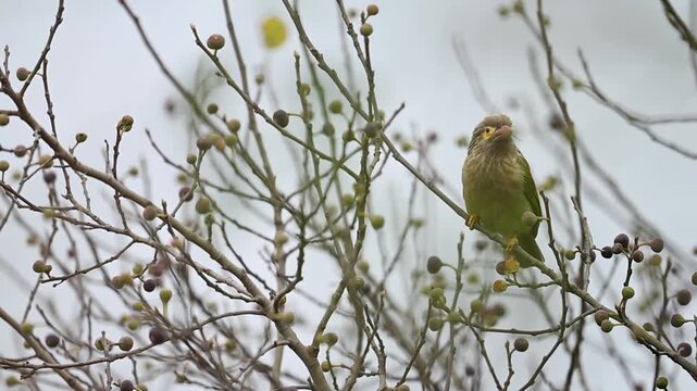 A large Brown-headed Barbet is captured in high detail, perfectly camouflaged against the green leaves and fruit of a massive Fig tree.
