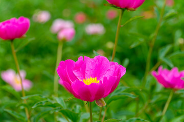Obraz premium 初夏の庭園に咲く鮮やかなピンクのシャクヤクの花と緑の背景