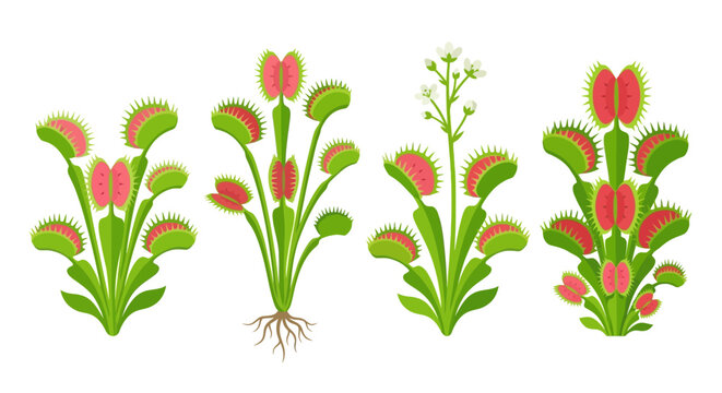 Illustration of several venus flytrap plants with vibrant red interiors