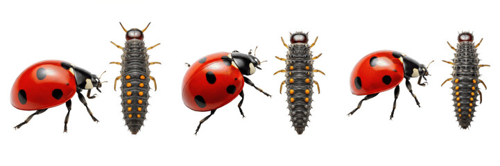 Seven-Spotted Ladybug Coccinella Septempunctata Adult and Larva Collection Isolated on White Background for Biological Study Wildlife Nature 3D Render Illustration Set Animal Life Cycle © Homelanderrr