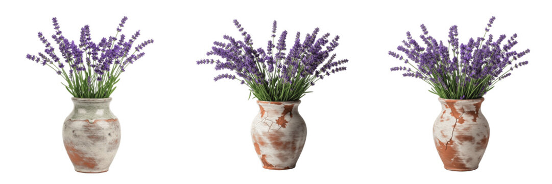 Purple Lavender Lavandula Flower Bouquet Collection in Vintage Terracotta and Ceramic Vases Isolated on White Background for Decoration Summer Floral Arrangement Botanical Blossom Set Plant