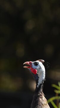 Profile portrait of a guinea fowl (Numida meleagris) with a blurred background