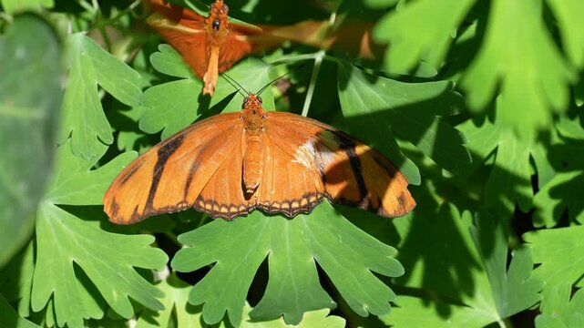 orange julia butterfly pair seen in courtship mating ritual hovering over each other and dusting with pheromones