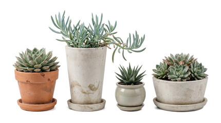 Fototapeta premium A charming collection of diverse potted succulent plants, featuring various species in modern and rustic containers.