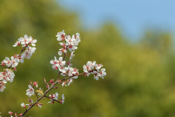 Obraz premium blooming cherry blossoms