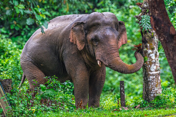 Fototapeta premium Its body is gray, its snout is called the trunk. The trunk of the Asian elephant has only one beak. Nakhon Ratchasima, Thailand.