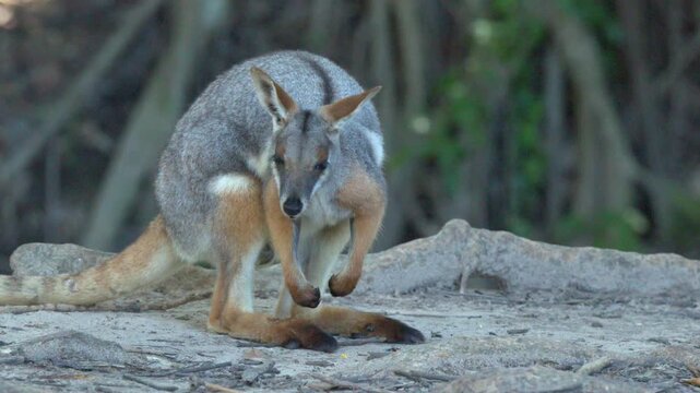 Yellow-Footed Rock Wallaby Standing and Foraging in Natural Habitat