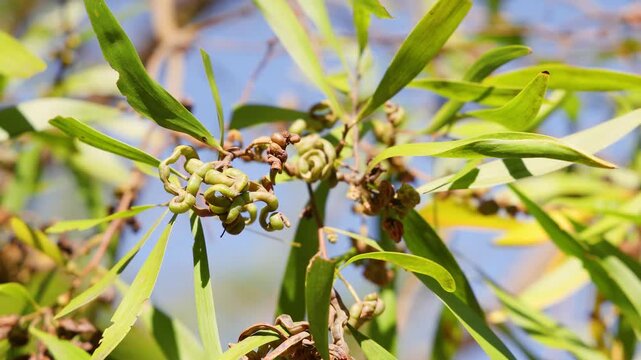 Australian Acacia Tree Branch with Green Leaves and Twisted Seed Pods