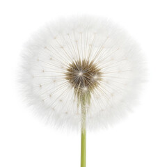 Fototapeta premium Perfect White Dandelion Seed Head on Green Stem Isolated on White Background