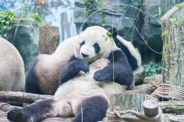 Fototapeta premium Cute Giant Panda, Ailuropoda melanoleuca or panda bear in forest at Chengdu Panda Breeding Research Center Dujiangyan. landmark and popular for tourists attractions in Chengdu, China.