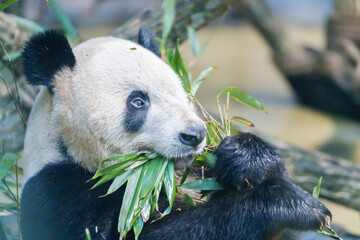 Fototapeta premium Cute Giant Panda, Ailuropoda melanoleuca or panda bear in forest at Chengdu Panda Breeding Research Center Dujiangyan. landmark and popular for tourists attractions in Chengdu, China.