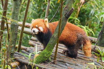 Fototapeta premium Cute Red Panda, Ailurus fulgens or lesser panda in forest at Chengdu Panda Breeding Research Center Dujiangyan. landmark and popular for tourists attractions in Chengdu, China. Travel and Vacation