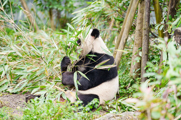 Fototapeta premium Cute Giant Panda, Ailuropoda melanoleuca or panda bear in forest at Chengdu Panda Breeding Research Center Dujiangyan. landmark and popular for tourists attractions in Chengdu, China.