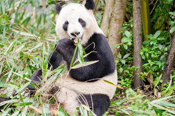 Fototapeta premium Cute Giant Panda, Ailuropoda melanoleuca or panda bear in forest at Chengdu Panda Breeding Research Center Dujiangyan. landmark and popular for tourists attractions in Chengdu, China.