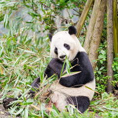 Fototapeta premium Cute Giant Panda, Ailuropoda melanoleuca or panda bear in forest at Chengdu Panda Breeding Research Center Dujiangyan. landmark and popular for tourists attractions in Chengdu, China.
