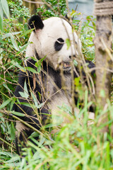 Fototapeta premium Cute Giant Panda, Ailuropoda melanoleuca or panda bear in forest at Chengdu Panda Breeding Research Center Dujiangyan. landmark and popular for tourists attractions in Chengdu, China.