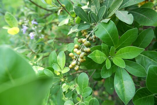 Seeds of Vitex trifolia in the garden.